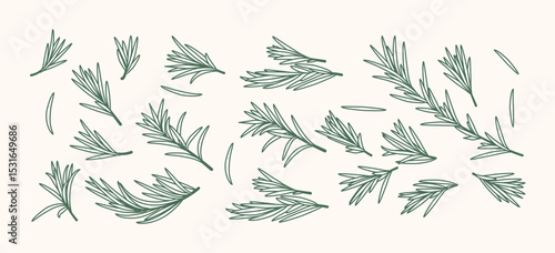 Rosemary Branch and Herbal Oil Logo or Rosemary Icon, Herbs Elements in Vector Format, Floral Rosemary Frame and Border, Hand-Drawn Rosemary Botanical