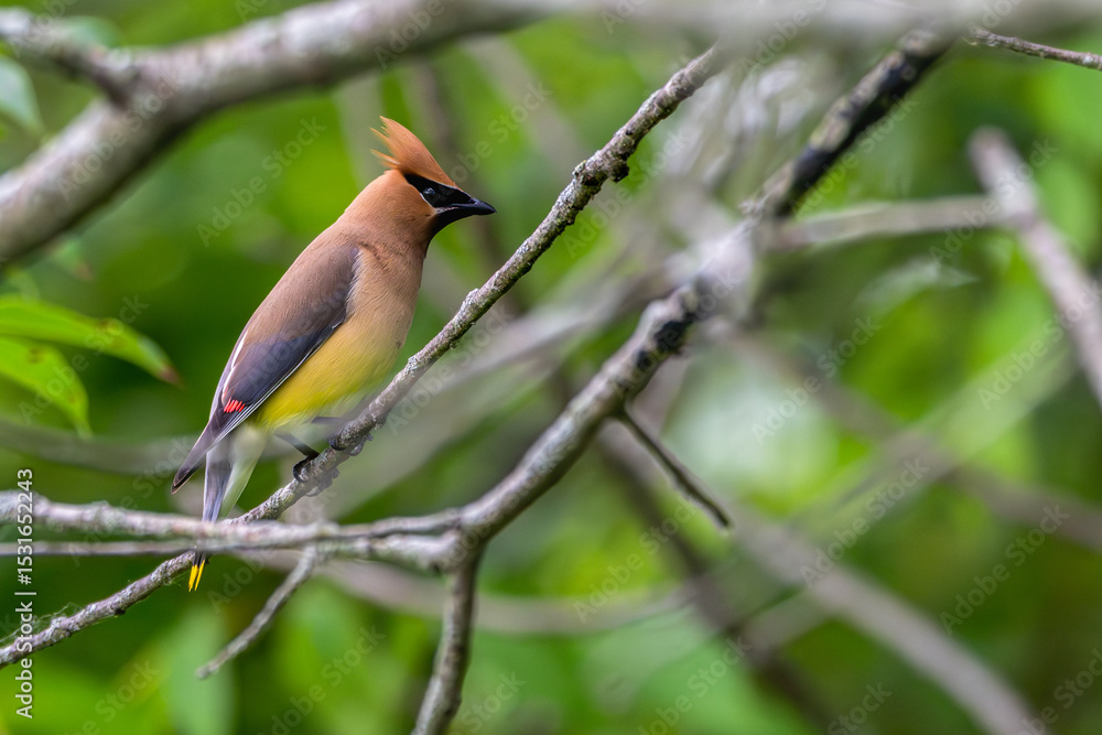 Cedar waxwing perched in a tree. Cedar waxwing perched in a tree.