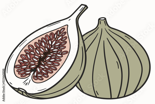 Illustration of a fresh fig cut in half