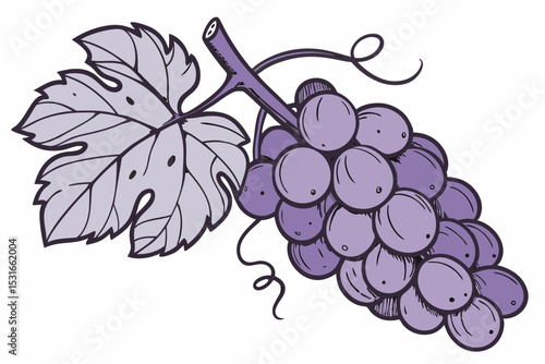 Hand drawn illustration of purple grapes and vine leaf
