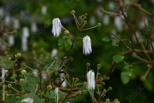 Calliandra portoricensis flowers. Fabaceae evergreen tropical plants. The fluffy, fragrant white flowers bloom at night and wilt by the morning of the next day.