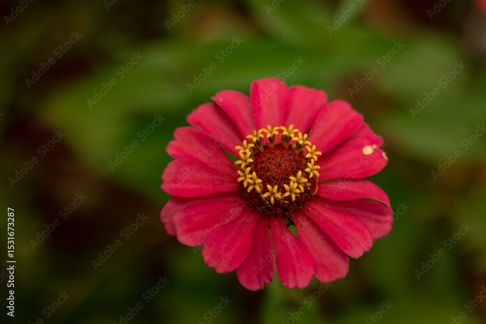 Obraz premium Vibrant flower, Zinnia