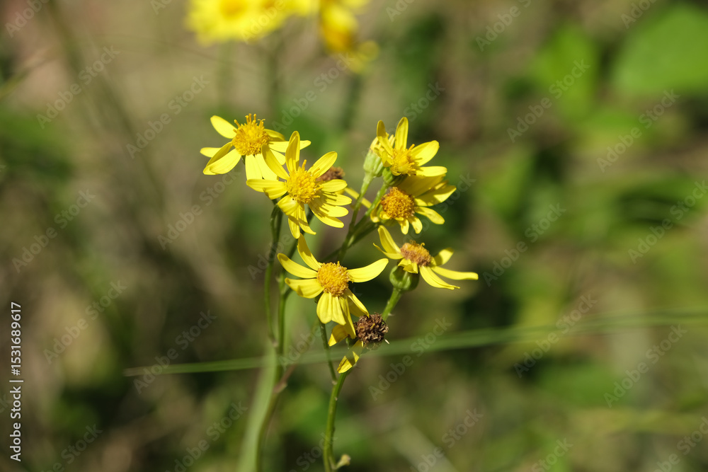 Fototapeta premium A bunch of yellow flowers with a few brown spots
