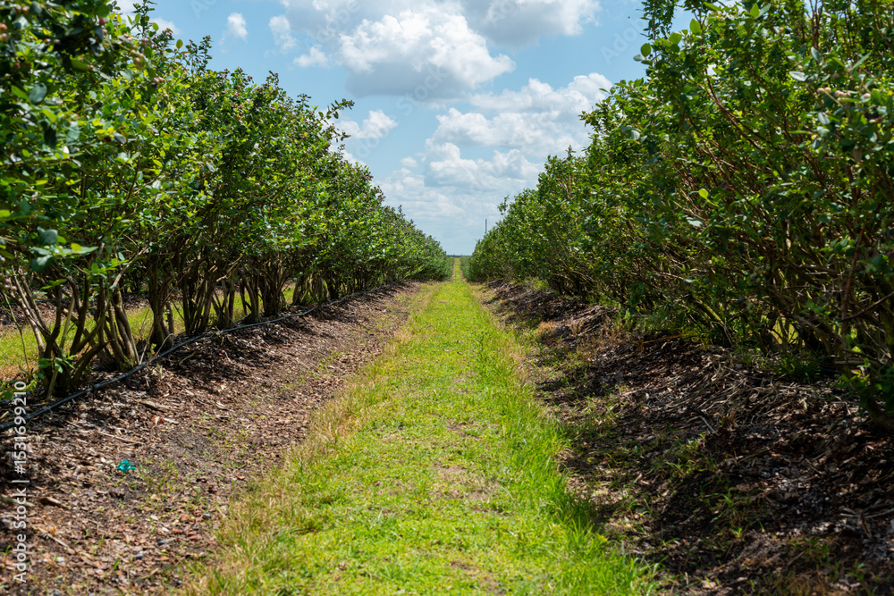 Obraz premium Rows of cultivated, high, lush, green blueberry bushes on a large organic farm field on a sunny day. The farm has green grass between the drills. The orchard has produced large, sweet blueberries. 