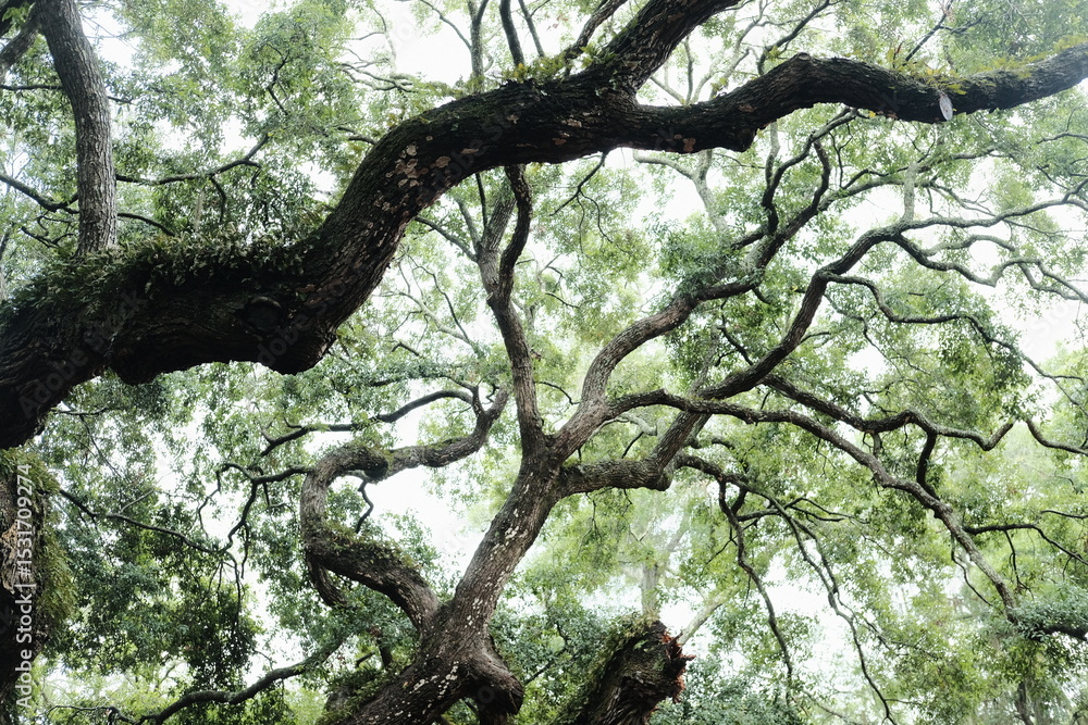 Fototapeta premium old oak tree