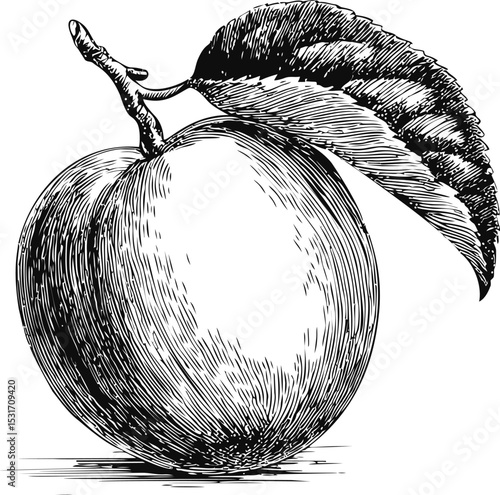 Black and white detailed illustration of an peach with leaf, vintage style. Vector illustration