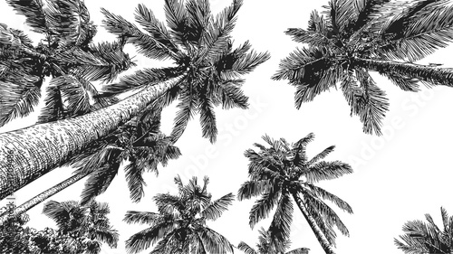 Black and white illustration of tall palm trees from a ground perspective. Vector illustration