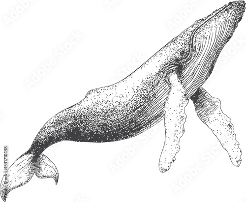 Detailed black and white illustration of a humpback whale in vintage style. Vector illustration