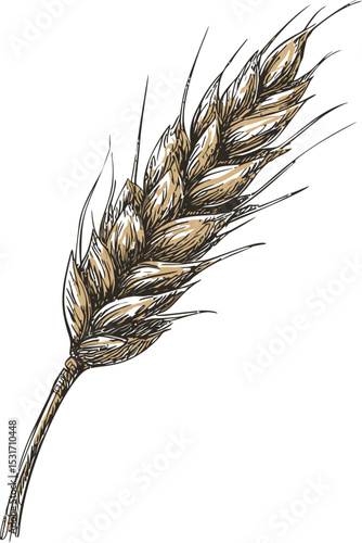 Detailed illustration of a single wheat stalk in brown tones. Vector illustration