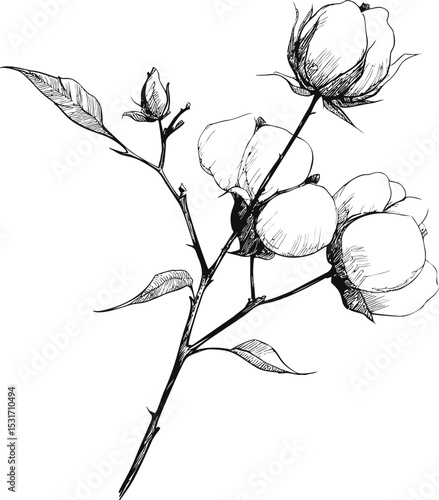 Black and white illustration of cotton plant with detailed line art design in sketch style. Vector illustration