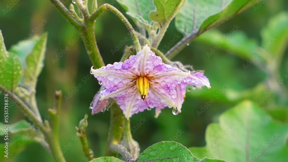 Closeup of a purple flower with dew drops featuring a yellow center surrounded by green leaves Closeup of a purple flower with dew drops featuring a yellow center surrounded by green leaves
