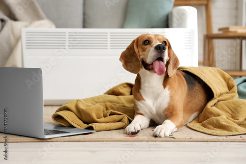 Cute Beagle dog with plaid and laptop near radiator at home