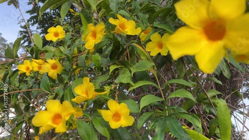 yellow flowers alamanda in the garden