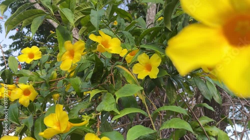 alamanda yellow flower in the garden