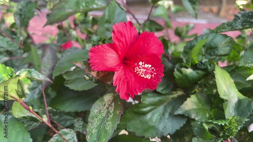 red hibiscus flower in garden
