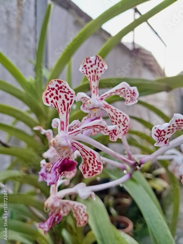 Orchids belonging to the Orchidaceae family are a diverse group of flowering plants with a wide array of unique features.
