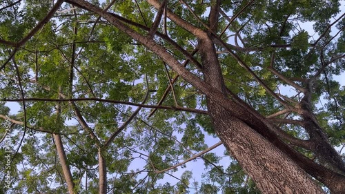 lush trees in the city park