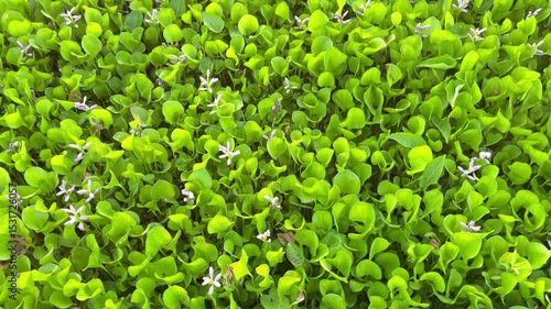 Water hyacinth grows in water and nature