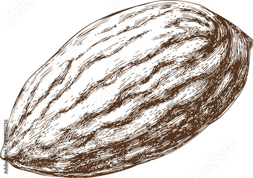 Detailed sketch of a almond in brown ink. Vector illustration