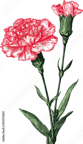 Red carnations with detailed green leaves. Vector illustration in sketch style