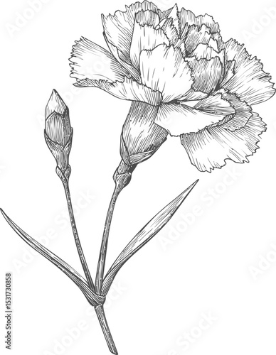 Detailed illustration of a blooming carnation with buds in black and white. Vector illustration