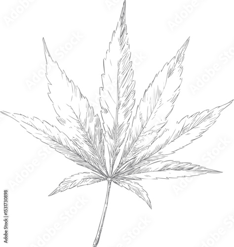 Line art drawing of a detailed cannabis leaf with intricate vein pattern. Vector illustration in sketch style