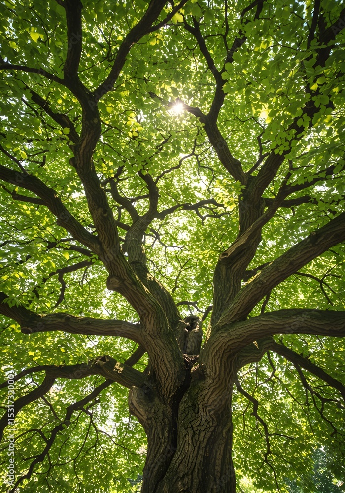 Fototapeta premium A view looking up at an old big tree