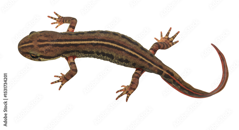 Naklejka premium Detailed Overhead View of a Striped Newt with RedTipped Tail and Feet