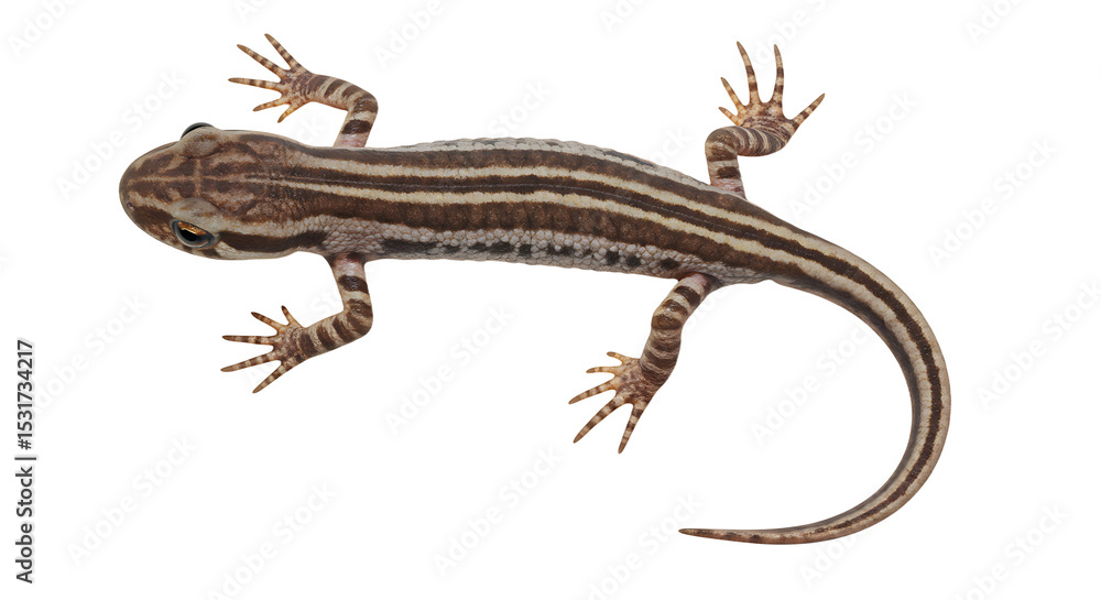 Obraz premium Detailed Overhead View of a Striped Lizard with Unique Markings and Delicate Feet