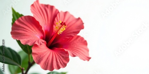 Vibrant hibiscus blossom, petals unfurled, pure white background, closeup, white