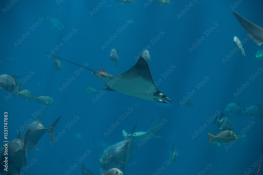 Obraz premium A Atlantic Pygmy Devil Ray at a local aquarium
