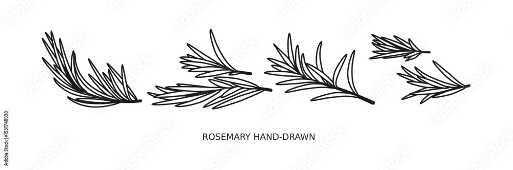 Collection of rosemary plants with flowers isolated on white background. Fragrant herb hand drawn in retro style. View from different angles. Botanical vector illustration Collection of rosemary plants with flowers isolated on white background. Fragrant herb hand drawn in retro style. View from different angles. Botanical vector illustration