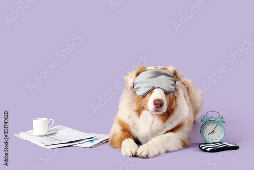 Cute Australian Shepherd do...