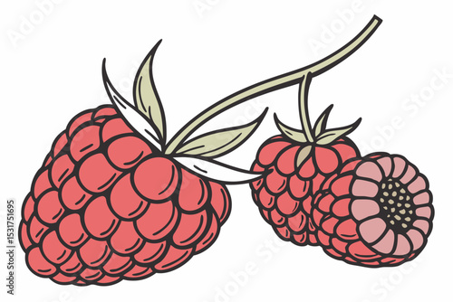 Hand drawn illustration of fresh raspberries on branch