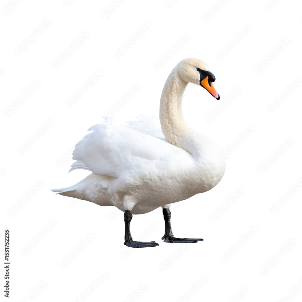 Obraz premium A beautiful mute swan, a graceful water bird, isolated on white with its elegant white feathers