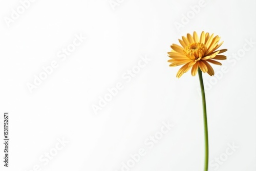Single brown knapweed against pure white backdrop, petals, stem