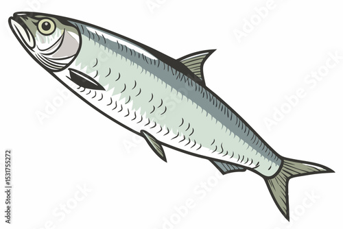 Detailed illustration of a single herring fish