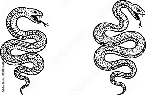 Two black and white snakes coiled with open mouths on a white background