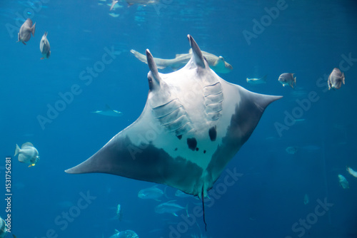 A Reef Manta Ray at a local aquarium