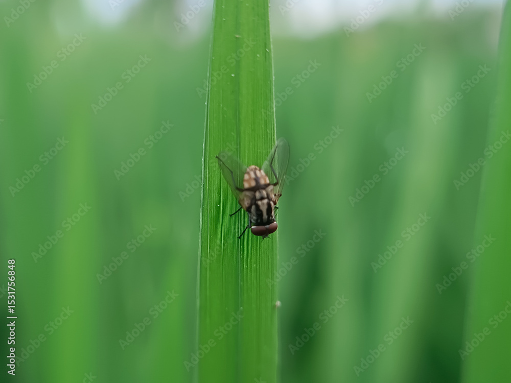 Fototapeta premium A fly that lands on a rice leaf in the paddy field, with the air still cool and fresh.