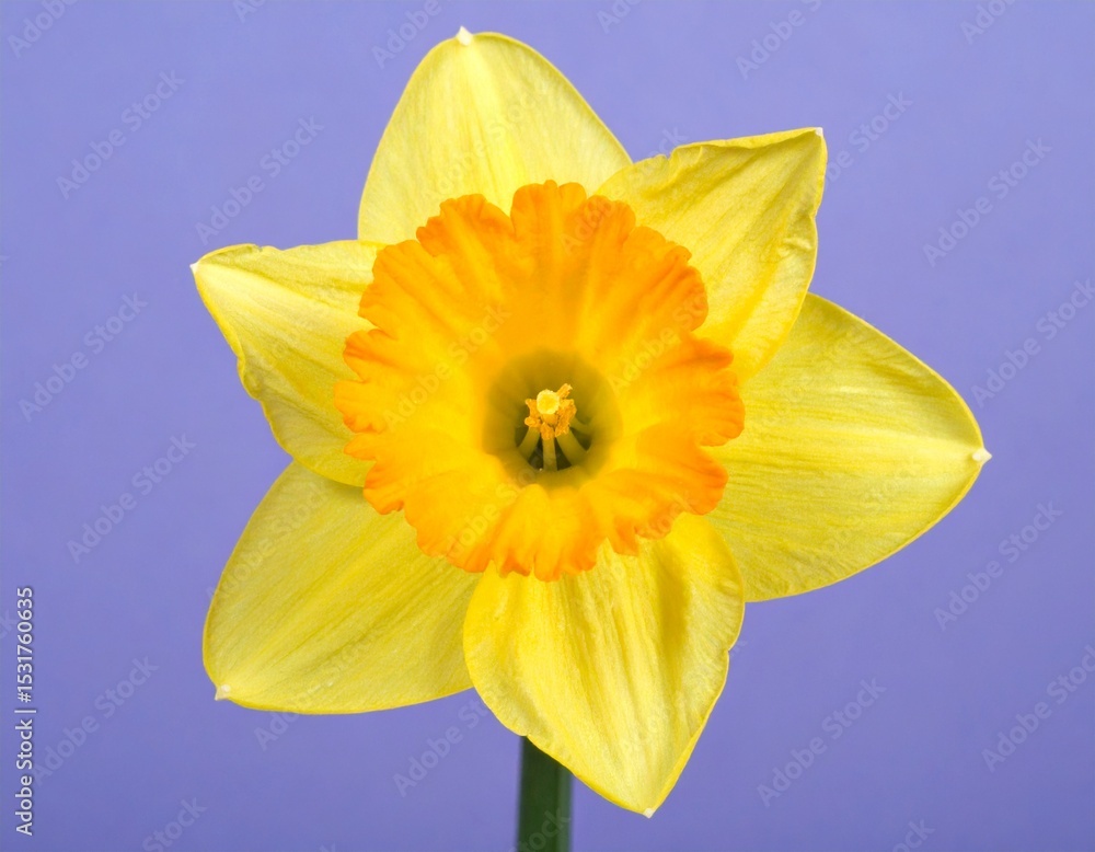 Fototapeta premium Bright Yellow Daffodil Flower with Frilled Center on Lilac Background