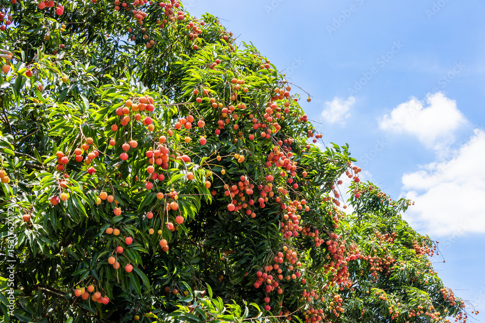 The lychees are ripe in summer The lychees are ripe in summer