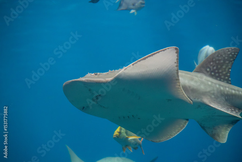 A Bowmouth Guitarfish at a local aquarium