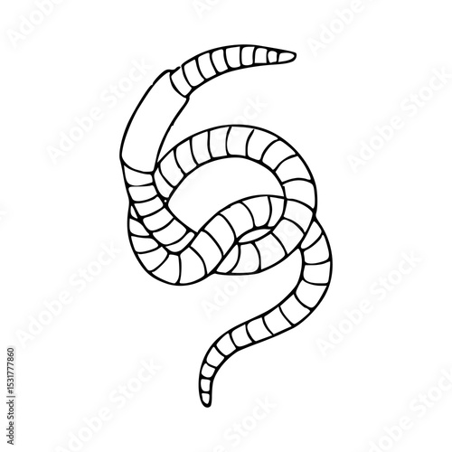 coiled worm vector illustration