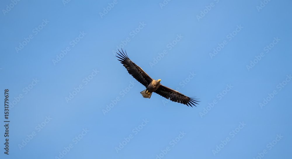 Obraz premium Majestic Bird in Flight Against Blue Sky Landscape