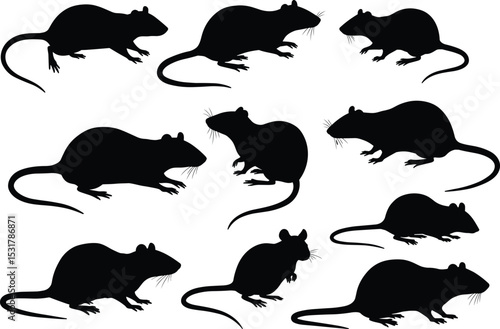 Silhouette collection of rats and mice in various sitting and crawling poses, rodent animal design, pest control concept, vector illustration, isolated black shape set