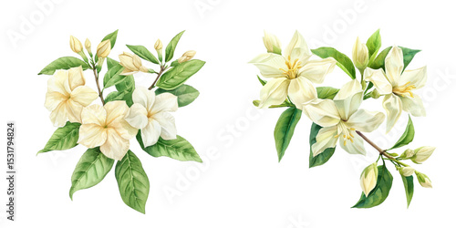 beautiful jasmine flowers watercolor vector illustration