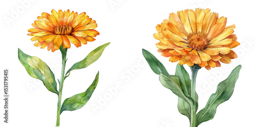calendula flower watercolor vector illustration