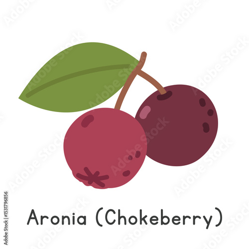 Chokeberry flat vector illustration. Black chokeberry or Aronia cartoon clipart style isolated on white background. Berry concept