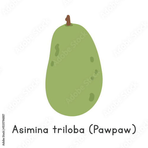 Asimina triloba flat vector illustration. Green Asimina triloba or Common pawpaw cartoon clipart style isolated on white background. Tropical and Exotic fruit concept